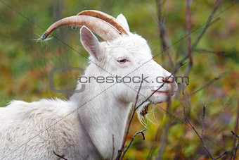 One goat in Autumn forest