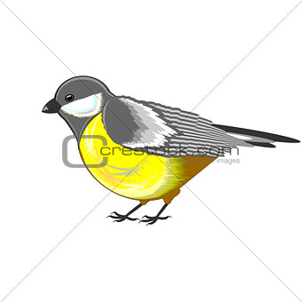 A cute titmouse isolated on a white background
