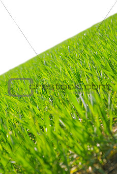 juicy green summer grass on a white background