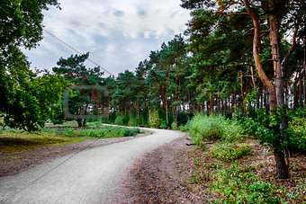 Road in the coniferous forest in the evening