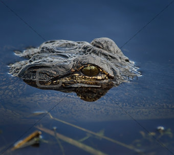 Alligator Head In The Water 