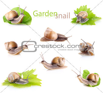 set garden snail (Helix aspersa)