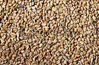Dried fenugreek seeds