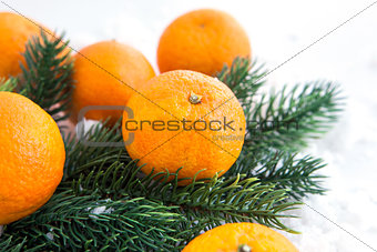 Fresh tangerine with spruce branch 