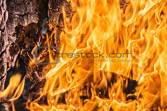 Flames in a wood burning fireplace