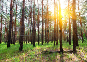 Sunrise in a pine forest
