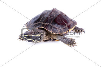 Snail-eating turtle
