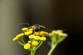 Tachinid Fly on Curry Flower