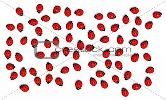 Crowd of ladybugs