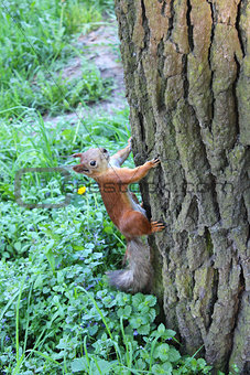 squirrel climbing up on the tree in the park