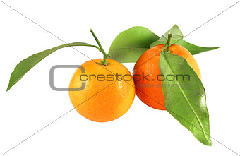 bright tasty tangerines