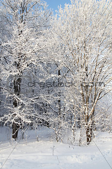 sunlight Winter park in snow