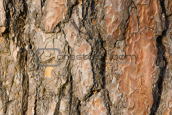 Pine tree bark texture. 