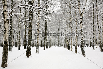 Beautiful snow covered branches of birch grove in russian winter