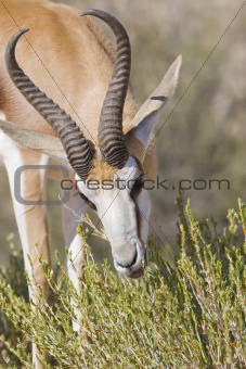 springbok feeding time