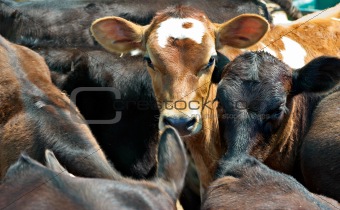 calves in a feedlot