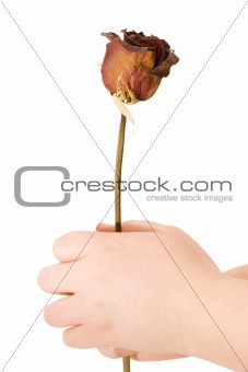 Holding a Dried Flower