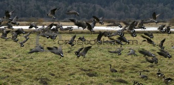 Canadian Geese In Flight
