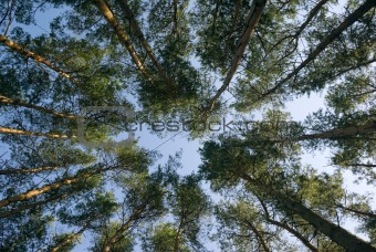 Pine wood.