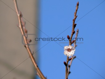 first blossom flower