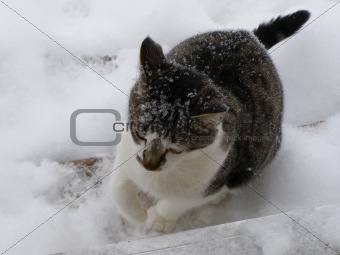 Chilly Cat