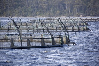 Salmon Farming