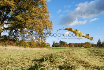Field landscape and falling leaf