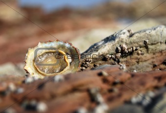 Overturned limpet alone amonst a rock pool