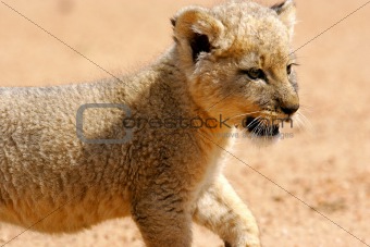 African White Lion Cub