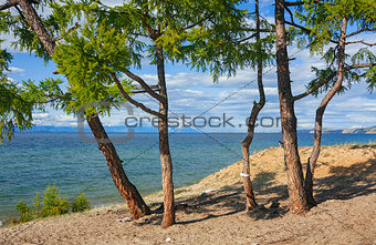 Larch on the sandy shore