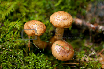 brown mushroom autumn outdoor macro closeup 