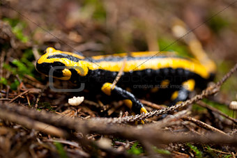 fire salamander salamandra closeup in forest outdoor