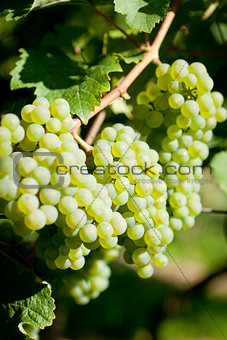 green and red grapevine outdoor in autumn summer 