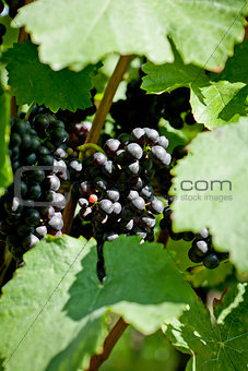 green and red grapevine outdoor in autumn summer 
