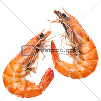 Shrimps isolated