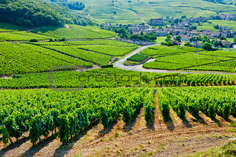 vineyards near Fuisse, Burgundy, France