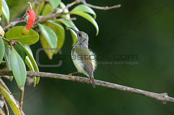 female black throated sunbird