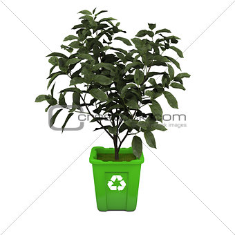 Tea plant in recycle bin