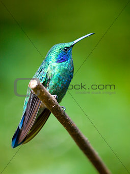 The Green Violetear (Colibri thalassinus) perched on a branch