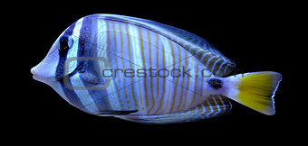 angelfish fish on a black background