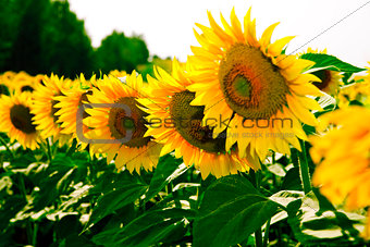 Ripe bright sunflowers growing on a farmer field in the late summer