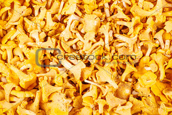 Background from chanterelle mushrooms