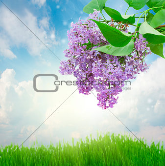 Lilac flowers in sunny day