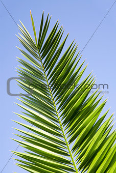 leaves of palm tree on a blue sky background