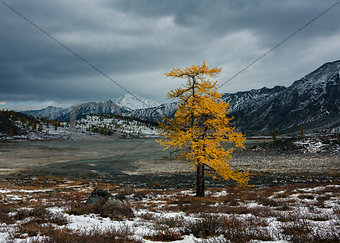 Lonely larch in autumn