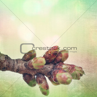 textured old paper background with spring blossoming tree buds