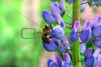 A bee collecting nectar on a flower