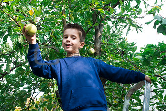 Child pick off apple 