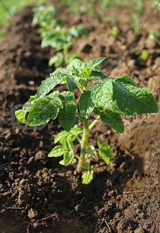 Young plant of tomato growing in the soil