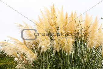 feathery grass background outdoor 